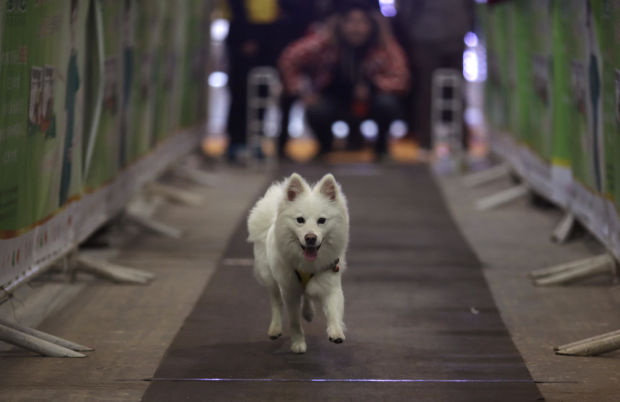 China Pet Fair